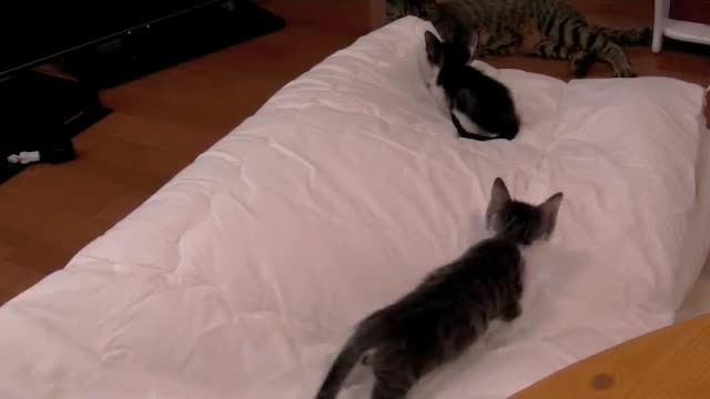 Cat videos 4